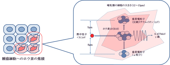 硼中子。.png